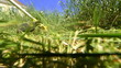 Video: Rotary Lawn Mower Mowing The Grass Rotary Lawn Mower Mowing The Grass