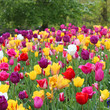 Amsterdam - Tulipes au Vondelpark 