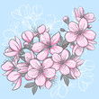 Vektor: Cherry blossom Cherry blossom