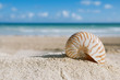 Photo: nautilus shell with ocean , beach and seascape, shallow dof nautilus shell with ocean , beach and seascape, shallow dof