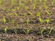 Frische Pflänzchen auf dem Feld