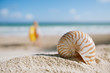 nautilus shell  with ocean , beach and seascape, shallow dof