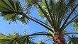 Palmenblätter im Wind