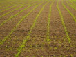 Frische Pflänzchen auf dem Feld
