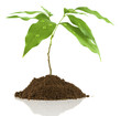 Photo: jeune arbre jeune arbre
