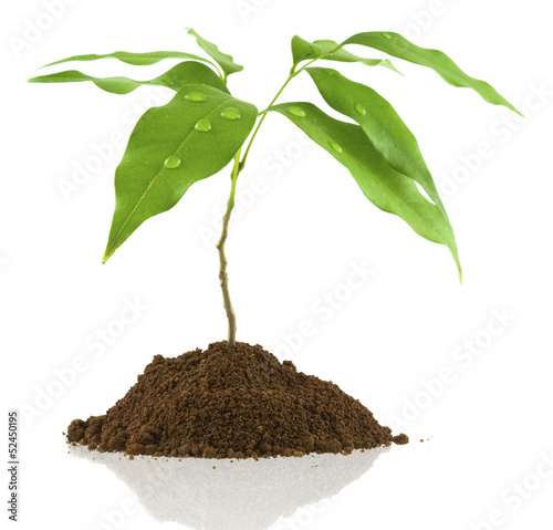 Photo: jeune arbre jeune arbre