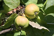 Photo: pommes pommes