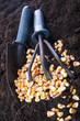 Time Of Sowing