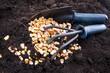 Time Of Sowing