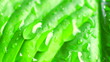 leave and water drops detail