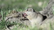 Gopher eats grape