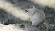 Gopher eating hazelnut