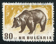 Photo: Brown bear Brown bear