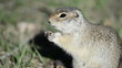 Gopher eating nut