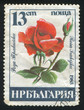 Photo: Rose Rose