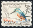 European kingfisher