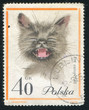 European Cat