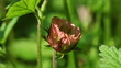 Bach-Nelkenwurz - Geum rivale