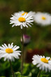 White daisies in a green meadow