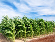 Corn field