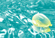 balloon on the water