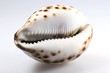 Kaurischnecke02