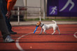 Jack Russell Terrier brings the flying disc