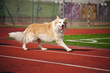 border collie dog running