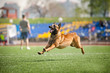 Foto: Belgian Shepherd dog running Belgian Shepherd dog running