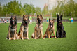 Group of Belgian Shepherd dogs
