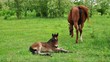 Horse and her foal
