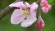 Wild Flowers - Cherry Flower Close Up