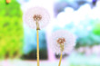 Dandelions on bright background