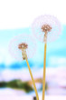 Dandelions on bright background