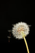 Dandelion and flying seeds on black background