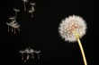 Dandelion and flying seeds on black background