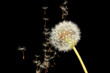 Dandelion and flying seeds on black background