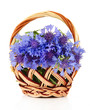 Beautiful bouquet of cornflowers in basket, isolated on white