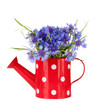 Bouquet of cornflowers in watering can, isolated on white