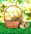 Little ducklings in wicker basket on grass on bright background