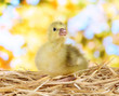 Little duckling on straw on bright background