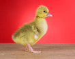 Little duckling on table on red background