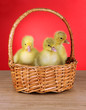 Little ducklings in wicker basket on table on red background