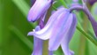 Wild Flowers - Bluebells Close Up