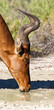 Red Hartebeest drinking water