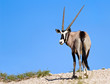 Oryx grazing in the desert