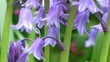 Wild Flowers - Bluebells Mid Shot