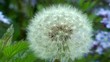 Wild Flowers - Dandelion Close Up