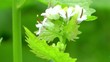 Wild Flowers - Wild Garlic