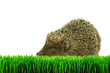 Hedgehog on the grass isolated